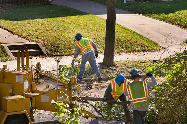 Best Stump Grinding and Removal  in Pompano Beach, FL