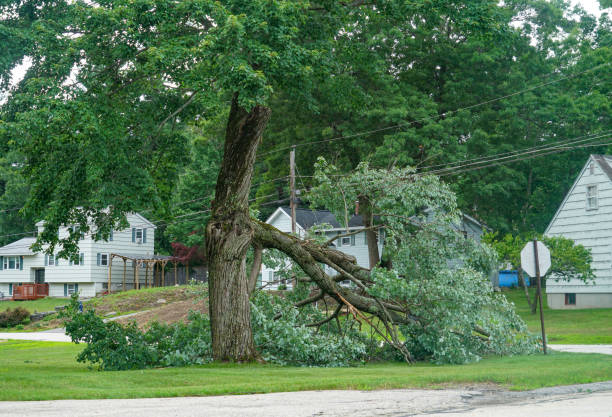 Professional  Tree Services in Pompano Beach, FL