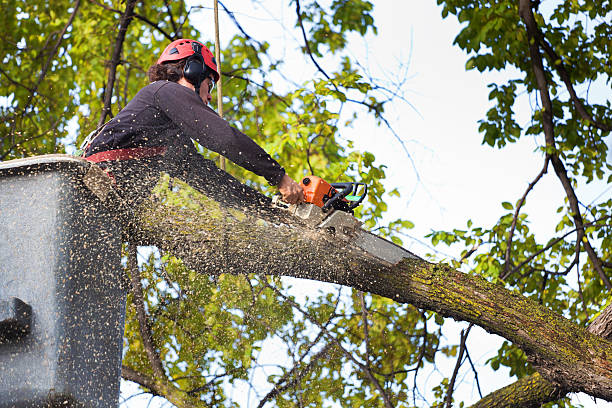 Best Tree Preservation Services  in Pompano Beach, FL